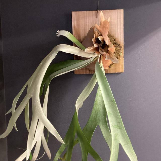 着生植物 観葉植物 コウモリラン ビカクシダ ウィリンキー バリ 板着生