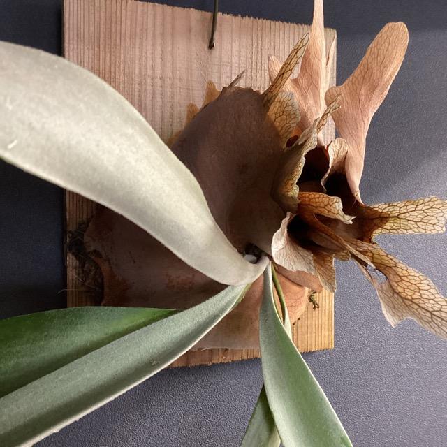 着生植物 観葉植物 コウモリラン ビカクシダ ウィリンキー バリ 板着生