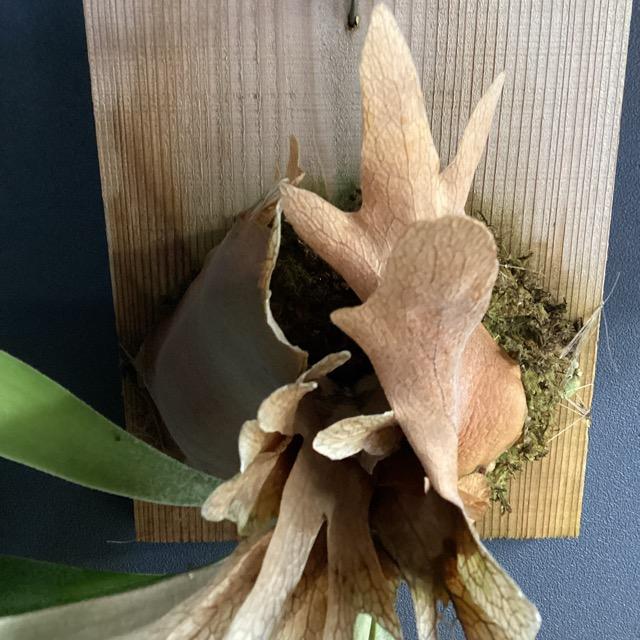 着生植物 観葉植物 コウモリラン ビカクシダ ウィリンキー バリ 板着生