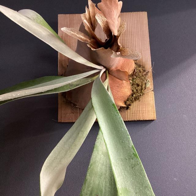 着生植物 観葉植物 コウモリラン ビカクシダ ウィリンキー バリ 板着生