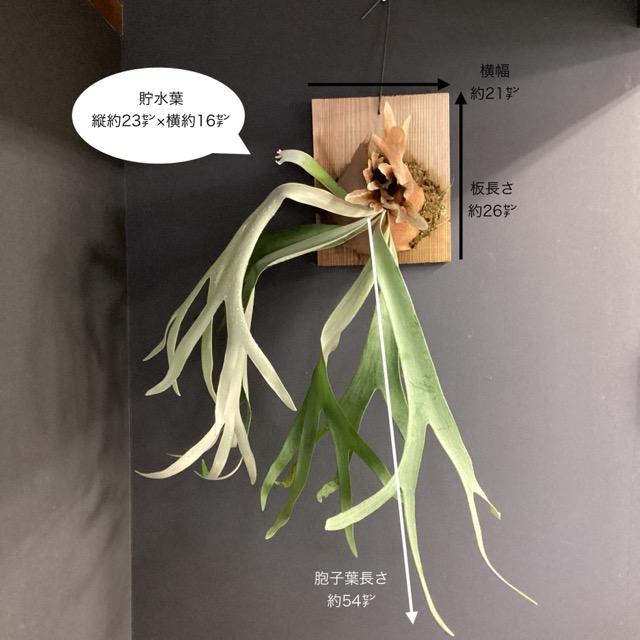 着生植物 観葉植物 コウモリラン ビカクシダ ウィリンキー バリ 板着生 