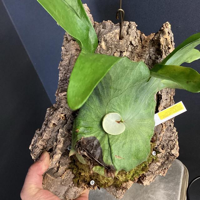 着生植物 観葉植物 コウモリラン ビカクシダ エックス メンテ