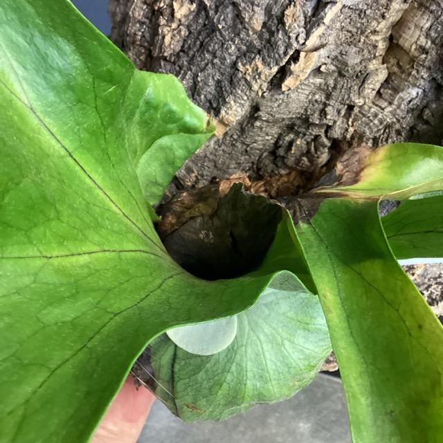 着生植物 観葉植物 コウモリラン ビカクシダ エックス メンテロッシ