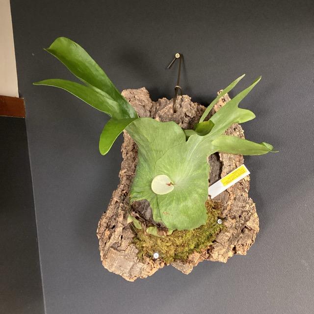 着生植物 観葉植物 コウモリラン ビカクシダ エックス メンテロッシ