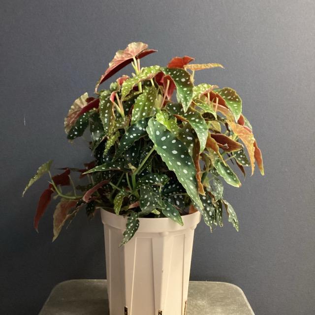観葉植物 熱帯植物 ベゴニア マクラータ 水玉模様 ドット インテリア
