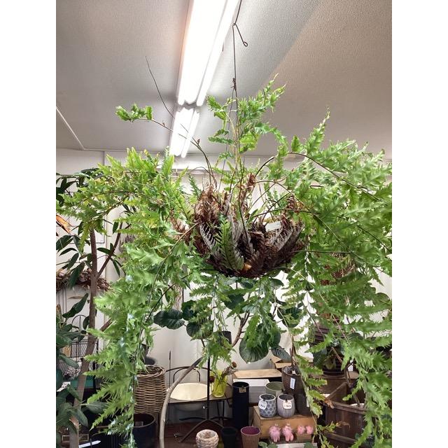現品 限定品 レア品種 着生植物 観葉植物 アグラオモルファ sp