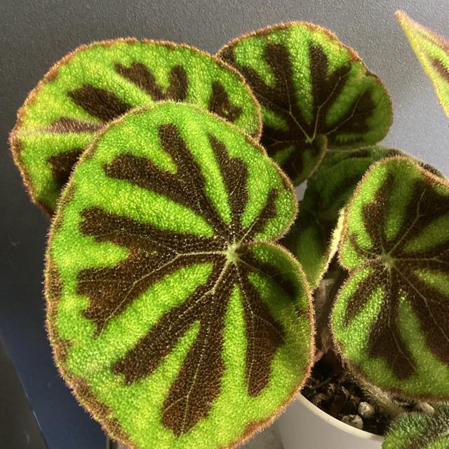 観葉植物 熱帯植物 ベゴニア マッソニアナ マクラータ 原種系