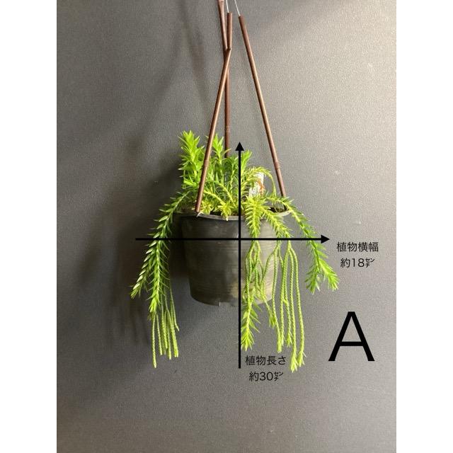 着生植物 観葉植物 フペルジア フレグマリア リコポジウム シダ植物