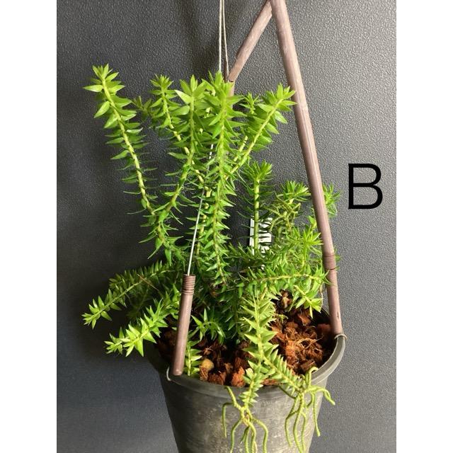 着生植物 観葉植物 フペルジア フレグマリア リコポジウム シダ植物