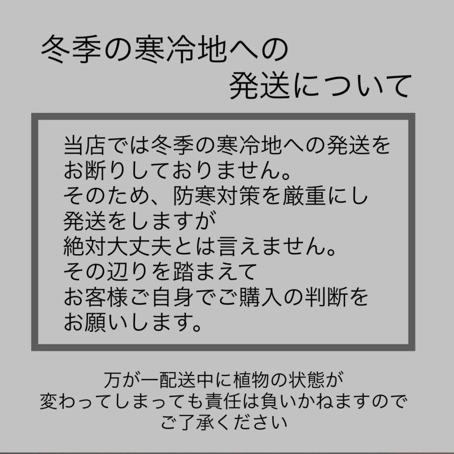 観葉植物 熱帯植物 モンステラ ジェイドシャトルコック 観葉植物 熱帯植物 モンステラ ジェイドシャトルコック
