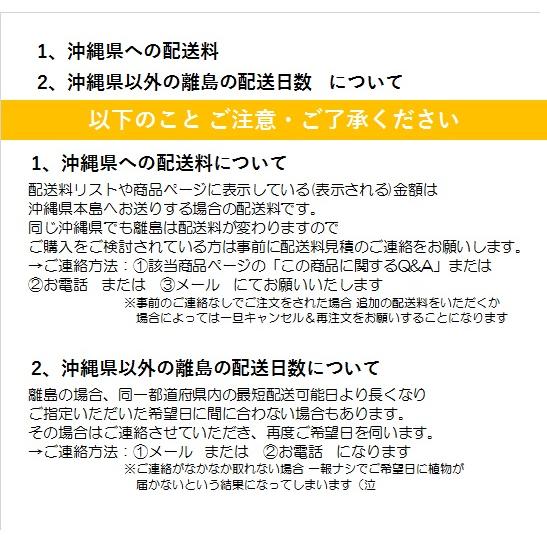 観葉植物 熱帯植物 モンステラ ジェイドシャトルコック 観葉植物 熱帯植物 モンステラ ジェイドシャトルコック