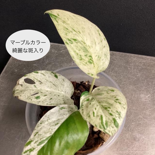 エピプレムナム・ピナツム　マーブル　バリエガータ植物 人気 観葉植物 熱帯植物 エピプレムナム ピナツム マーブル