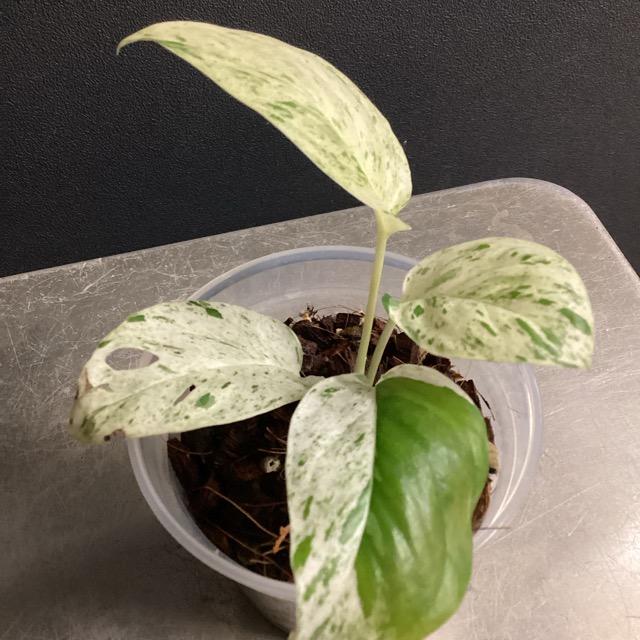 人気 観葉植物 熱帯植物 エピプレムナム ピナツム マーブル