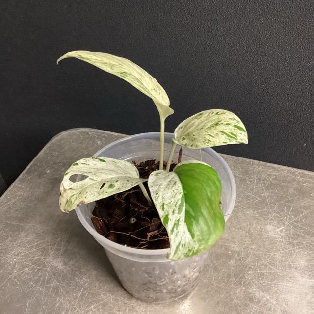 人気 観葉植物 熱帯植物 エピプレムナム ピナツム マーブル