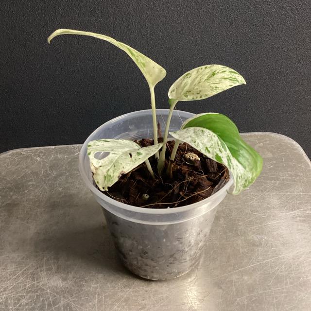 人気 観葉植物 熱帯植物 エピプレムナム ピナツム マーブル 
