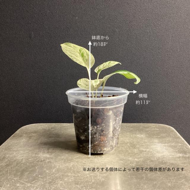人気 観葉植物 熱帯植物 エピプレムナム ピナツム マーブル