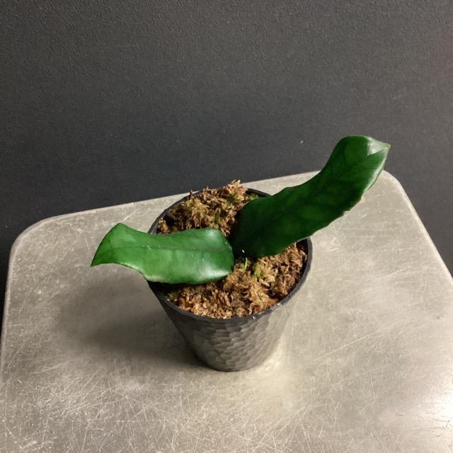 観葉植物 熱帯植物 ホヤ グロブローサ 葉挿し インテリア 素敵な