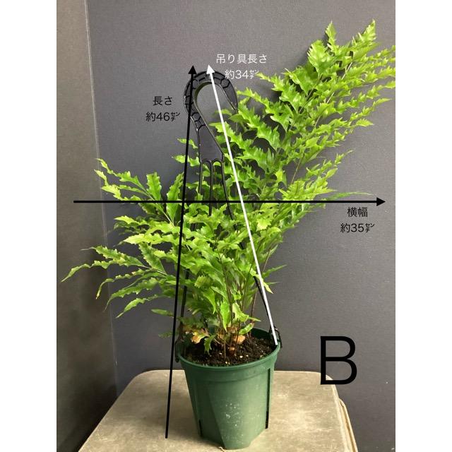 選べる 限定品 レア品種 着生植物 観葉植物 ドリナリア リギデュラ