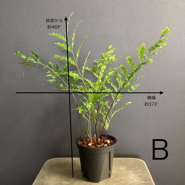 選べる 限定品 レア品種 着生植物 観葉植物 ドリナリア 選べる 限定品 レア品種 着生植物 観葉植物 ドリナリア