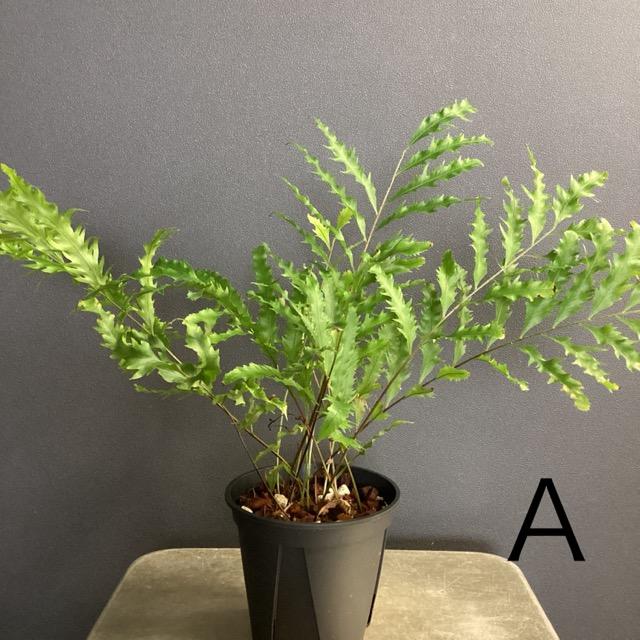 選べる 限定品 レア品種 着生植物 観葉植物 ドリナリア リギデュラ