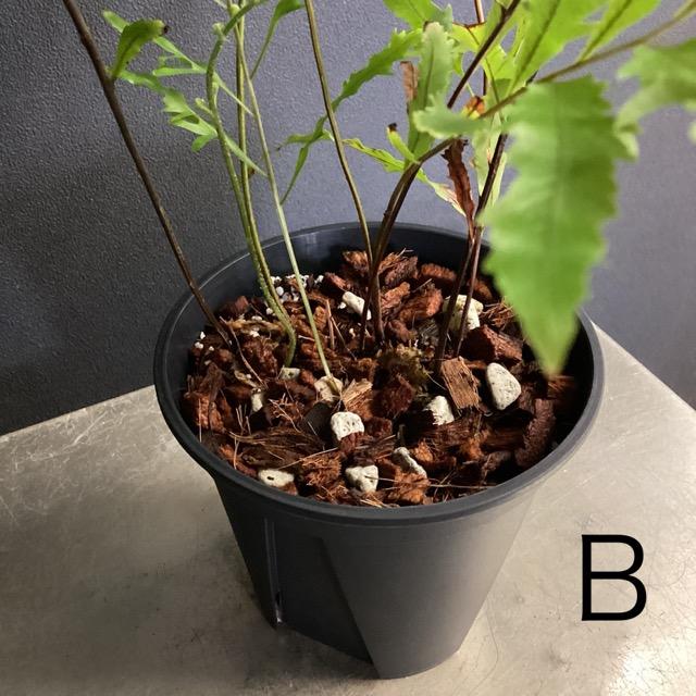 選べる 限定品 レア品種 着生植物 観葉植物 ドリナリア 選べる 限定品 レア品種 着生植物 観葉植物 ドリナリア