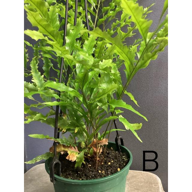 選べる 限定品 レア品種 着生植物 観葉植物 ドリナリア リギデュラ
