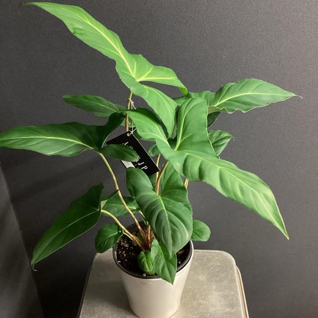 観葉植物 熱帯植物 アデロネマ クリニプス インテリア 素敵なプランツ