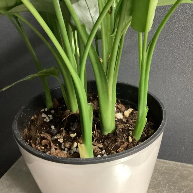 観葉植物 熱帯植物 スキスマトグロッティス sp ボルネオ シルバー
