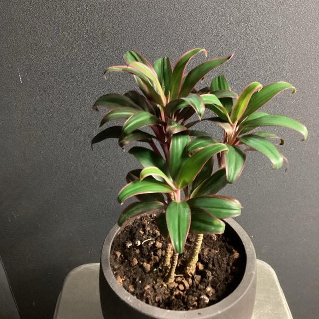 観葉植物 レア品種 ドラセナ レッド コンパクタ KONTON陶器鉢入