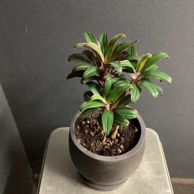 ドラセナコンパクタ⭐️リビングサイズ⭐️観葉植物 ドラセナ・コンパクタ/盆栽、多肉植物、塊根植物、観葉植物通販/KIDORI