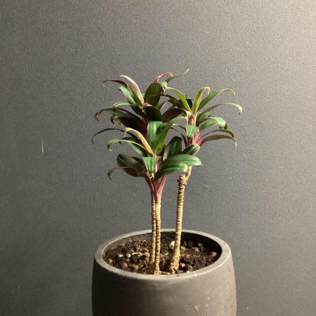 観葉植物 レア品種 ドラセナ レッド コンパクタ KONTON陶器鉢入