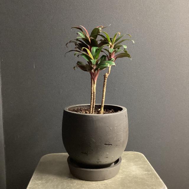 【超希少】 ドラセナオンベット コレクション苗 観葉植物 レア品種 ドラセナ レッド コンパクタ KONTON陶器鉢入