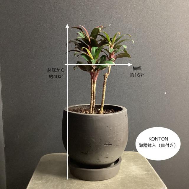 ドラセナコンパクタ⭐️リビングサイズ⭐️観葉植物 ドラセナ・コンパクタ/盆栽、多肉植物、塊根植物、観葉植物通販/KIDORI