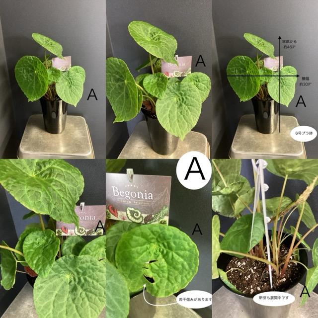 選べる 観葉植物 熱帯植物 根茎性 ベゴニア フートエンシス インテリア