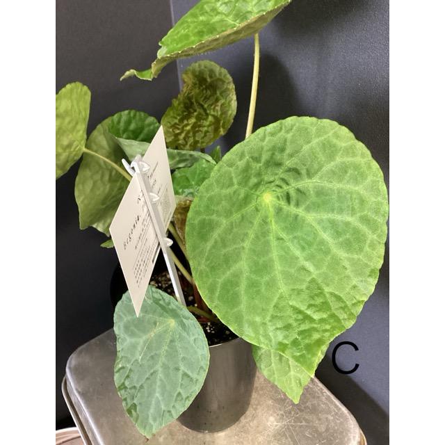 ベゴニア フートエンシス (phuthoensis)3.5号黒ビニルポット 選べる