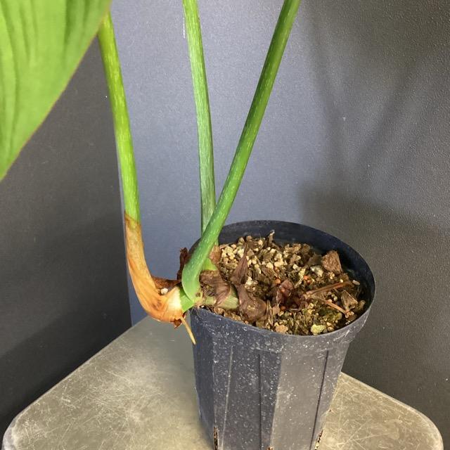 観葉植物【フィロデンドロン  グロリオーサム バリエガタ】激レア品種 観葉植物【フィロデンドロン グロリオーサム バリエガタ】激レア品種