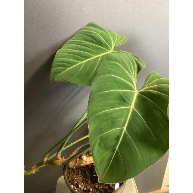 現品 限定品 レア品種 観葉植物 熱帯植物 フィロデンドロン