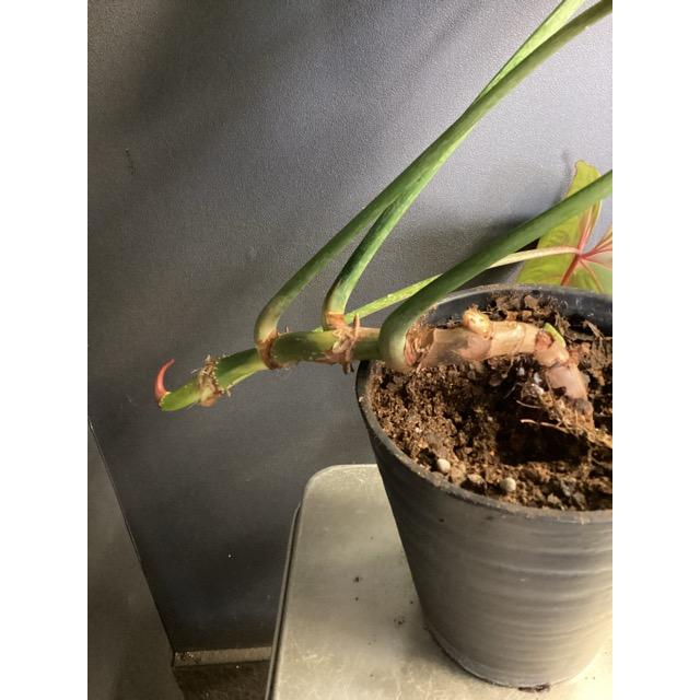 現品 限定品 レア品種 観葉植物 熱帯植物 フィロデンドロン