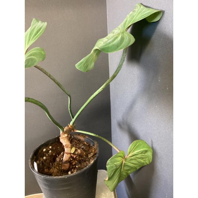 28 フィロデンドロン　グロリオーサム　斑入り　激レア 限定品 レア品種 観葉植物 熱帯植物 フィロデンドロン