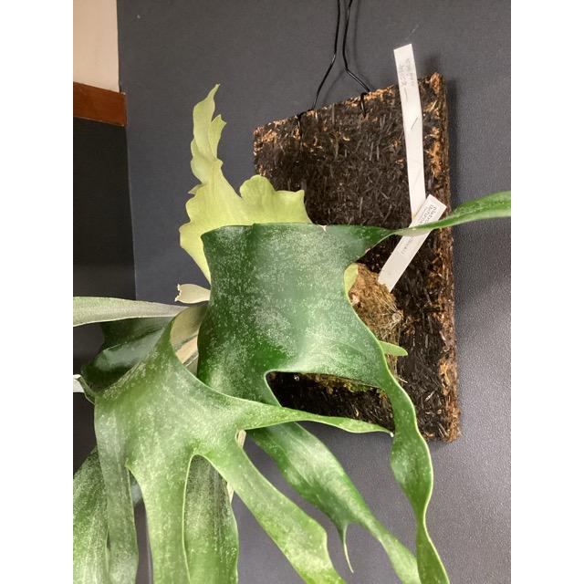 着生植物 観葉植物 コウモリラン ビカクシダ ビフルカツム