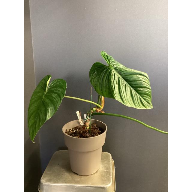 現品 限定品 レア品種 観葉植物 熱帯植物 フィロデンドロン