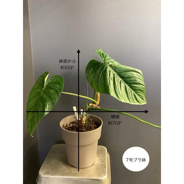 現品 限定品 レア品種 観葉植物 熱帯植物 フィロデンドロン