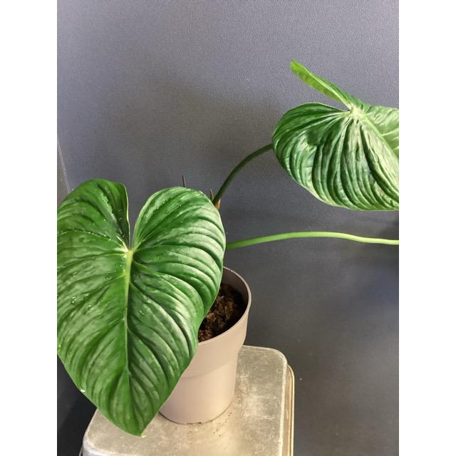 現品 限定品 レア品種 観葉植物 熱帯植物 フィロデンドロン