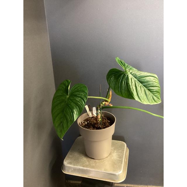 現品 限定品 レア品種 観葉植物 熱帯植物 フィロデンドロン