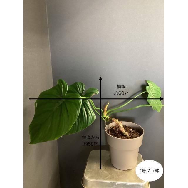 直接お取引限定　フィロデンドロン　スプレンディド 観葉植物 現品 限定品 レア品種 観葉植物 熱帯植物 フィロデンドロン