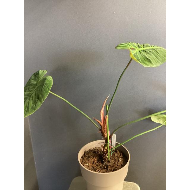 現品 限定品レア品種 観葉植物 熱帯植物 フィロデンドロン ルビ