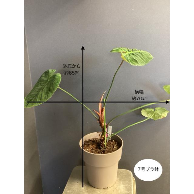 現品 限定品レア品種 観葉植物 熱帯植物 フィロデンドロン ルビ