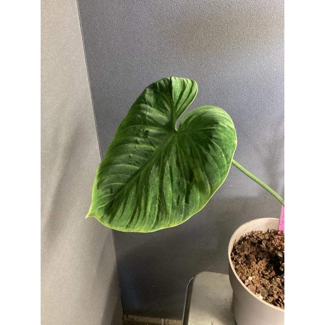 現品 限定品レア品種 観葉植物 熱帯植物 フィロデンドロン ルビ