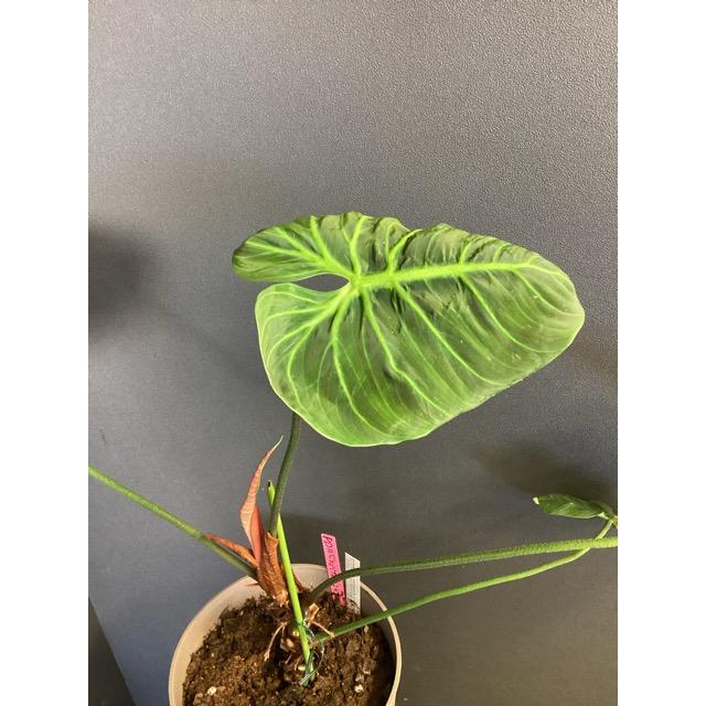 現品 限定品レア品種 観葉植物 熱帯植物 フィロデンドロン ルビ