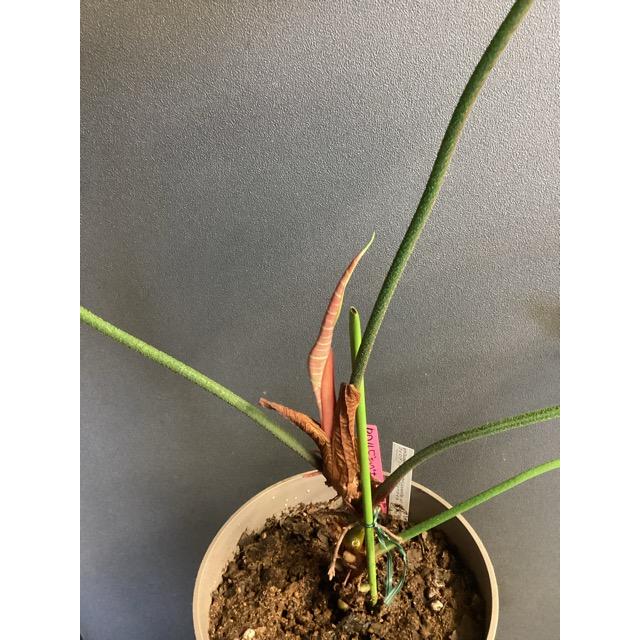 現品 限定品レア品種 観葉植物 熱帯植物 フィロデンドロン ルビ